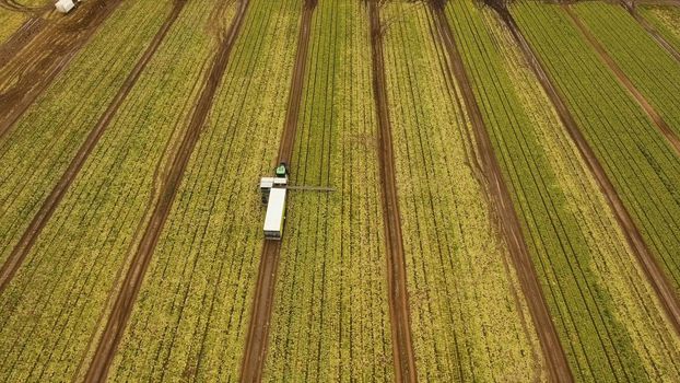 Aerial view Rows of green salad grown in agricultural field. Lettuce field. Machine conveyor belt system to harvest Lettuce from a field. Salad on the field, salad growing.