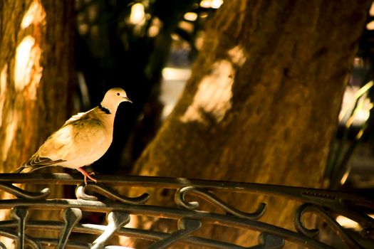 Turtledove perched and resting on a forged metal bench in Alicante, Spain