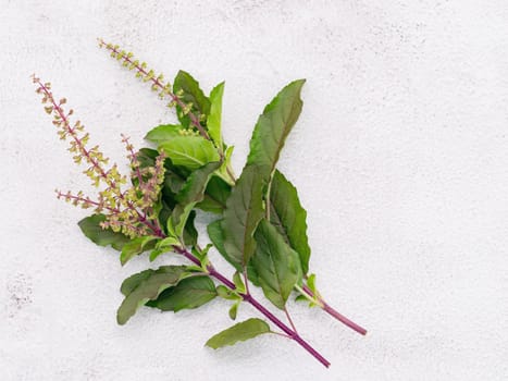 Blanch of fresh holy basil leaves set up on white concrete background with flat lay and copy space..