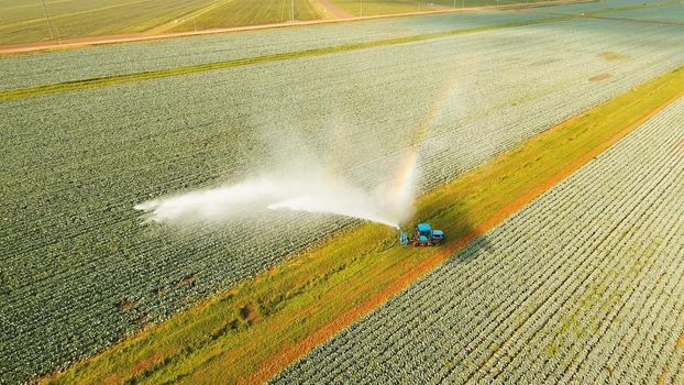 Aerial view: Irrigation equipment watering cabbage field. Irrigation system watering farm field.