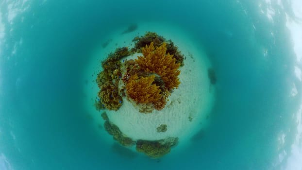 Coral garden seascape and underwater world. Colorful tropical coral reefs. Life coral reef. Philippines.