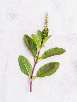 Blanch of fresh holy basil leaves set up on white concrete background with flat lay and copy space..