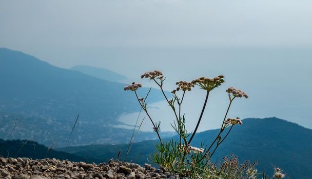 A wild flower on the edge of a cliff above the seashore.