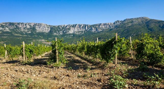 Rows of vineyards surrounded by rocky mountains in the early morning.