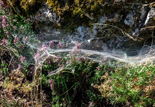 Thick spider web on pink meadow flowers on a bright sunny day