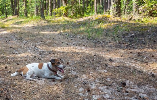 Jack russell terrier dog playing in the coniferous forest in hot summer.