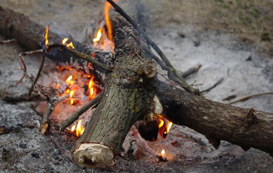 A freshly cut log in a burning fire in the forest at dawn.