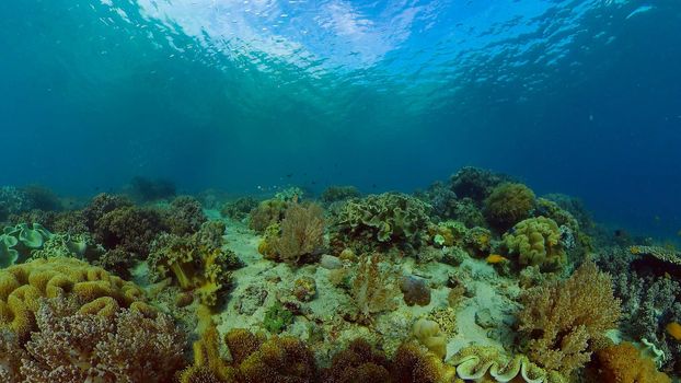 Tropical sea and coral reef. Underwater Fish and Coral Garden. Underwater sea fish. Tropical reef marine. Colourful underwater seascape. Philippines.