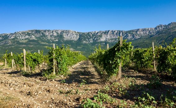 Rows of vineyards surrounded by rocky mountains in the early morning.