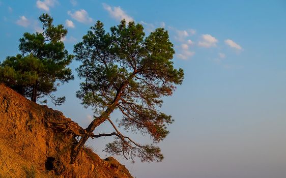 Cedar falling from a washed-out sandy slope, on the seashore at sunset