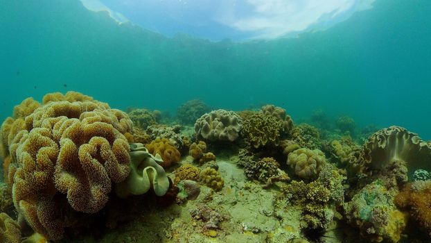 Tropical fishes and coral reef underwater. Hard and soft corals, underwater landscape.