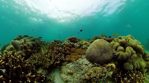 Tropical coral reef and fishes underwater. Hard and soft corals. Underwater video. Philippines.