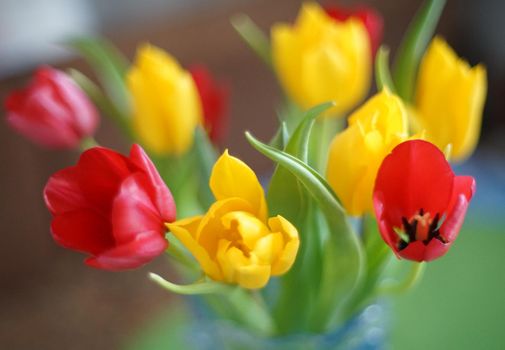 A bouquet of red and yellow blossoming tulips in a glass vase on the window.