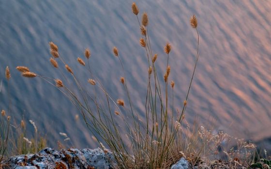 Field plants grow from the cliff above the cliff against the backdrop of the sea at sunset.