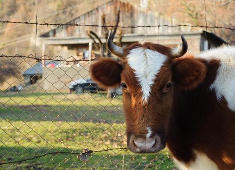 A ginger cow stands in the courtyard of a village house against the background of a fence made of mesh and barbed wire.