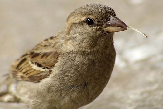 A close-up sparrow holds a twig in its beak.