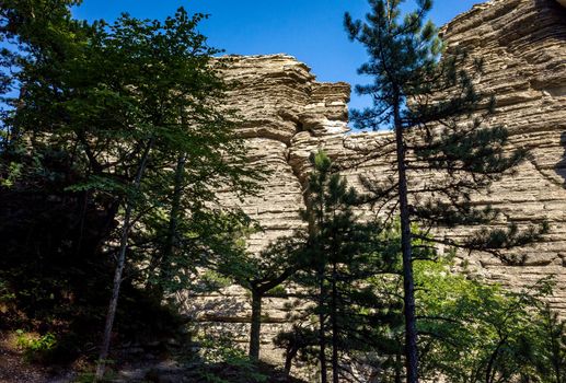 Pine trees on the rocks on the mountain slope of the South Coast of Crimea.