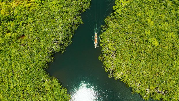 Boat sails in the mangroves among green trees aerial view. Mangrove jungles, trees, river. Mangrove landscape