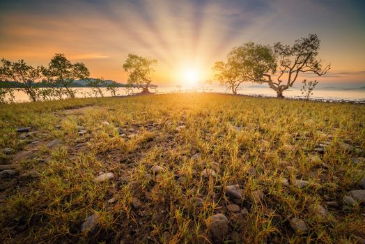 Seascape Coastal Scenery and Meadow View at Sunrise, Natural Landscape Mangrove Trees and Meadows Plant With Morning Sunlight of Sea Coastline. Nature Background