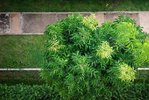 Garden Tree With Green Foliage and Beautiful Branch From Above Angle View, Nature Background of Tropical Tree for Decoration Building Outdoors Gardening. Natural Environment 