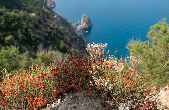 Red small flowers of Crimean ephedra - a shrub of the Khvoinikovye family, on the edge of an abyss.