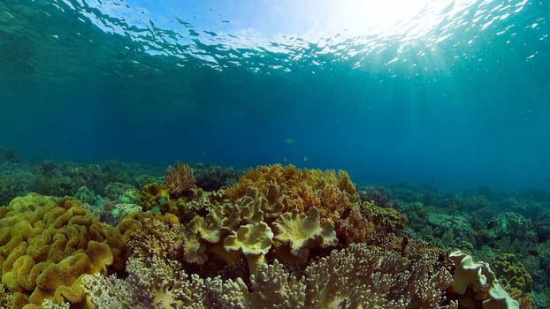 Marine scuba diving. Underwater colorful tropical coral reef seascape. Philippines.