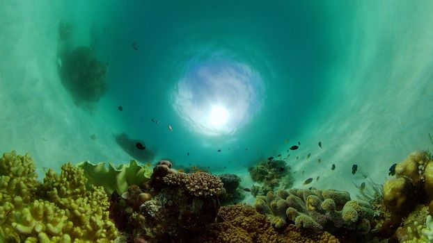 Colourful tropical coral reef. Scene reef. Marine life sea world. Philippines.
