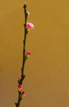 Tree bloom blossom beautiful flowers on a background