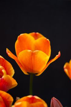 Colorful tulip flower bloom with a colorful background
