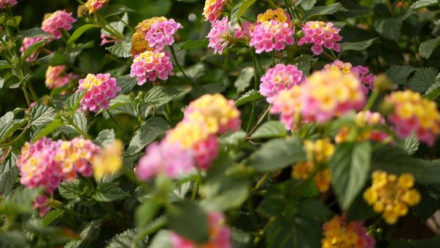 Lantara camara yellow pink flower in garden California USA. Umbelanterna springtime pure colorful bloom, romantic botanical atmosphere, delicate tender blossom. Spring light colors. Fresh calm morning