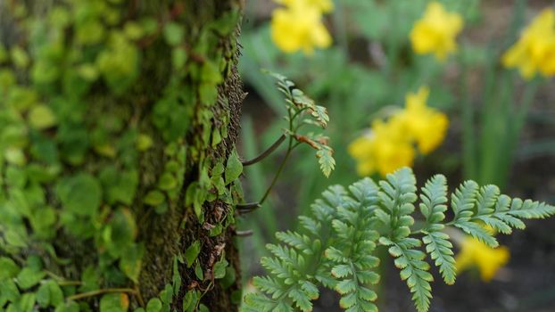 Fern leaf, moss and tree bark in forest, California USA. Springtime morning atmosphere, delicate tiny green creeper plant on trunk. Spring fairy botanical freshness in wood. Yellow daffodil narcissus.