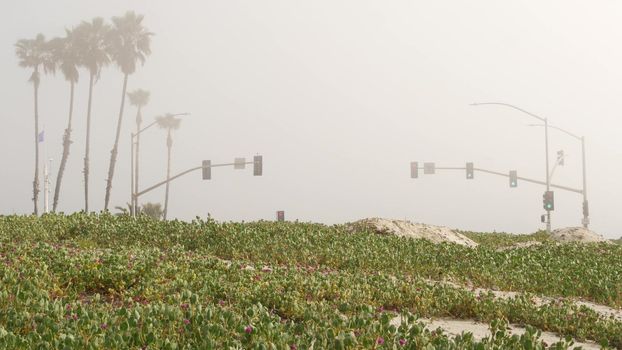 Traffic light semaphore, highway road by sandy misty beach, Encinitas California USA. Pacific ocean coast, fog on sea shore. Coastline near Los Angeles, palms in smog haze. Gloomy weather on shoreline