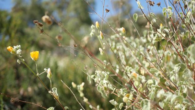 Colorful wildflower blossom, spring morning meadow, natural botanical background. Flower delicate bloom soft focus, gardening in California, USA. Multicolored romantic springtime flora. Herbs variety.