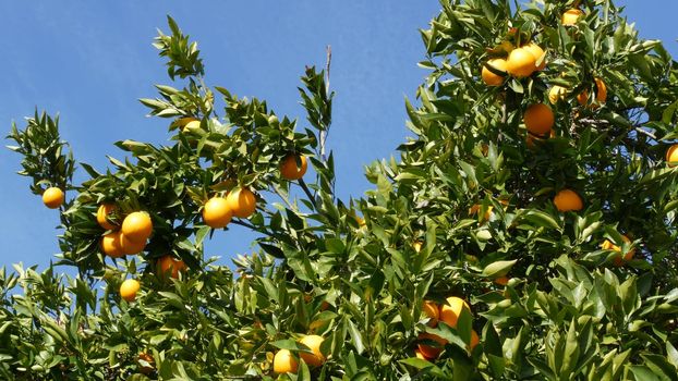 Citrus orange fruit on tree, California USA. Spring garden, american local agricultural farm plantation, homestead horticulture. Juicy fresh leaves, exotic tropical harvest on branch. Springtime sky.