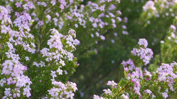 Confetti bush lilac flower, California USA. Coleonema pulchellum, buchu diosma springtime bloom. Home gardening, american decorative ornamental houseplant. Spring blossom natural botanical atmosphere.