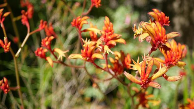 Red cats or kangaroo paw flower, California, USA. Anigozanthos bicolor floral blossom. Exotic tropical australian rainforest botanical atmosphere. Natural vivid flora, forest or garden greenery bokeh.