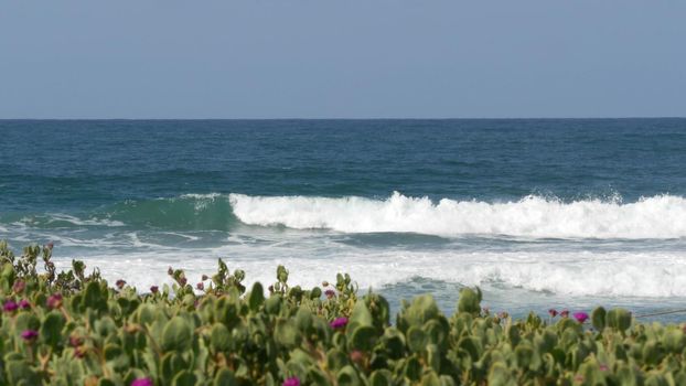 Blue turquoise water surf, big tide waves on sunny beach, Encinitas California USA. Pacific ocean coast, greenery and flowers on sea shore. Coastline near Los Angeles, grass and plants on shoreline.
