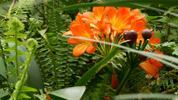 Natal bush kafir lily flower, California, USA. Clivia miniata orange flamboyant exotic fiery vibrant botanical bloom. Tropical jungle rainforest atmosphere. Natural garden vivid fresh juicy greenery.