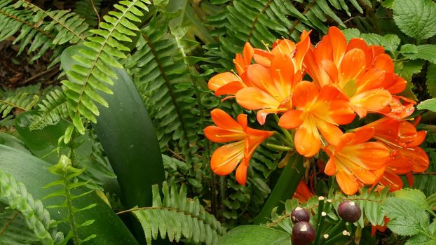 Natal bush kafir lily flower, California, USA. Clivia miniata orange flamboyant exotic fiery vibrant botanical bloom. Tropical jungle rainforest atmosphere. Natural garden vivid fresh juicy greenery.