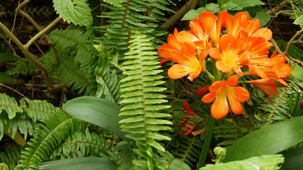 Natal bush kafir lily flower, California, USA. Clivia miniata orange flamboyant exotic fiery vibrant botanical bloom. Tropical jungle rainforest atmosphere. Natural garden vivid fresh juicy greenery.