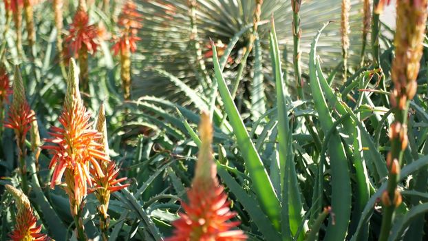 Aloe succulent plant red flower, California USA. Desert flora, arid climate natural botanical close up background. Vivid juicy bloom of Aloe Vera. Gardening in America, grows with cactus and agave.