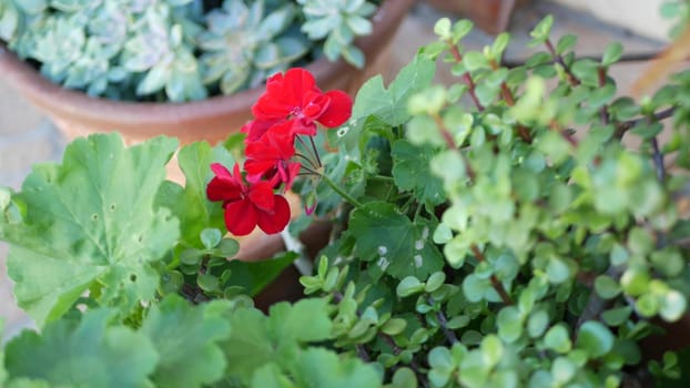 Red geranium flowers blossom, natural botanical close up background. Scarlet pelargonium bloom in flowerpot, mexican garden, home gardening in California, USA. Vivid flora. Vibrant juicy plant colors.
