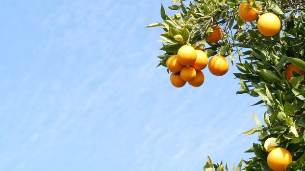 Citrus orange fruit on tree, California USA. Spring garden, american local agricultural farm plantation, homestead horticulture. Juicy fresh leaves, exotic tropical harvest on branch. Springtime sky.