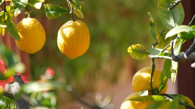 Citrus lemon yellow fruit tree, California USA. Spring garden, american local agricultural farm plantation, homestead horticulture. Juicy fresh leaves, exotic tropical foliage, harvest on branch.