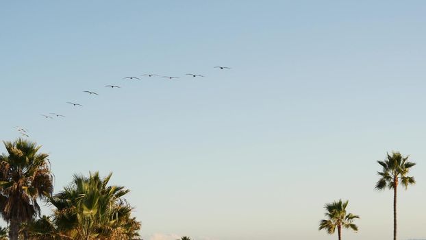 Big pelican birds flying, pelecanus flock soaring in sky, large wingspan. Palm tree in Oceanside, California waterfront pacific ocean tropical beach resort, USA. Summertime sea coastline vacations.