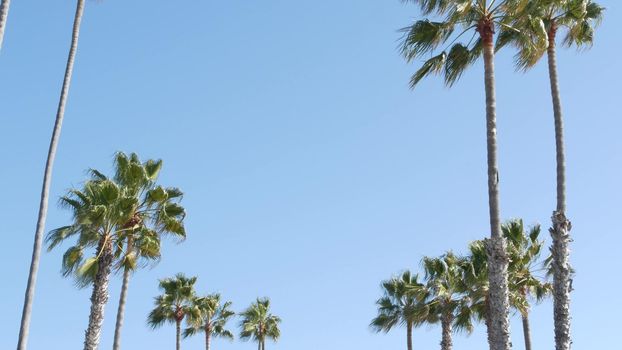 Palms in Los Angeles, California, USA. Summertime aesthetic of Santa Monica and Venice Beach on Pacific ocean. Clear blue sky and iconic palm trees. Atmosphere of Beverly Hills in Hollywood. LA vibes.