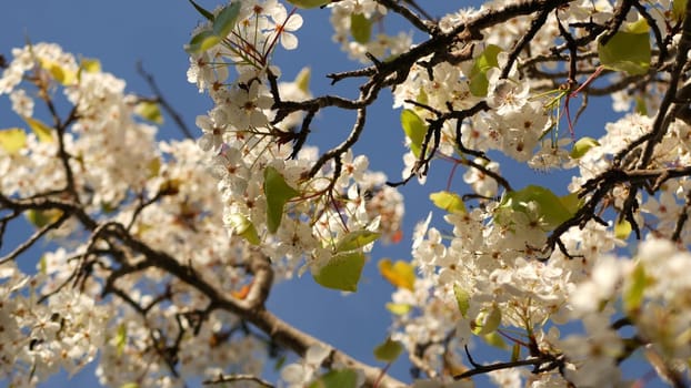 Spring white blossom of cherry tree, California, USA, Balboa Park. Delicate tender sakura flowers of pear, apple or apricot. Springtime fresh romantic atmosphere, pure botanical bloom soft focus bokeh