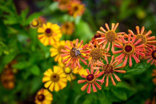 Bee collecting pollen from Summer flowering Helenium flowers also known as Sneezeweed