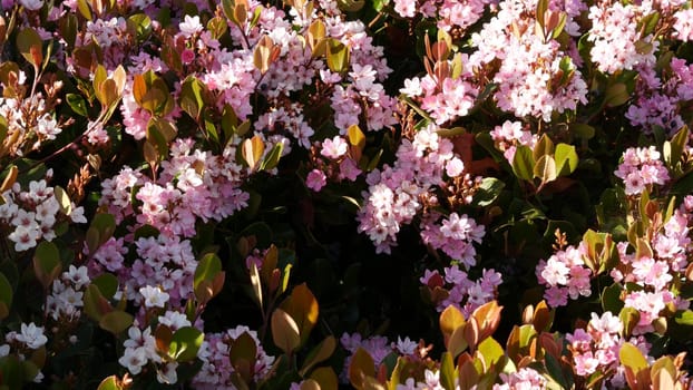 Indian hawthorn pink flower, California USA. Rhaphiolepis springtime fresh bloom, romantic botanical atmosphere, delicate natural blossom. Spring soft color, garden design and decorative floriculture.