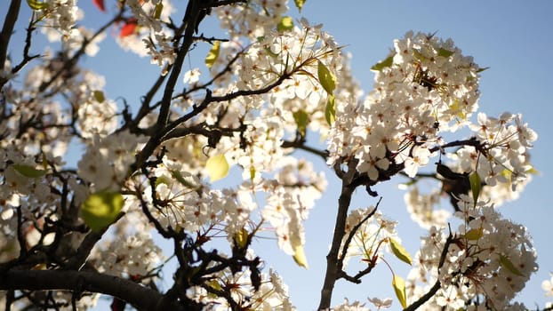 Spring white blossom of cherry tree, California, USA, Balboa Park. Delicate tender sakura flowers of pear, apple or apricot. Springtime fresh romantic atmosphere, pure botanical bloom soft focus bokeh